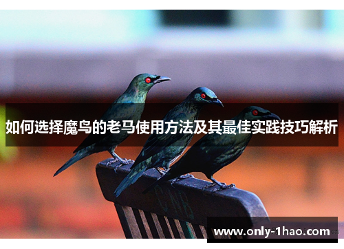 如何选择魔鸟的老马使用方法及其最佳实践技巧解析